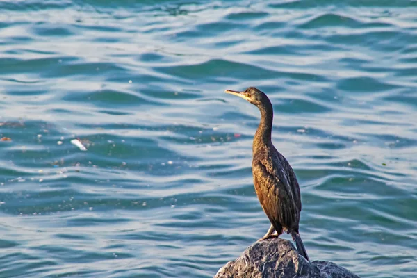 Mar Ondulado Corvos Marinhos Nas Falésias Mar — Fotografia de Stock