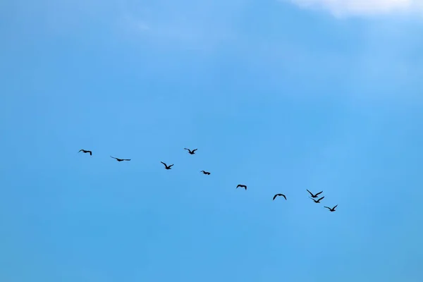 Migrasi Burung Cormorants Dalam Cuaca Mendung Musim Panas — Stok Foto