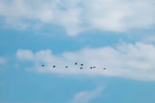 Migrations Cormorants Cloudy Weather Summer Season — Stock Photo, Image