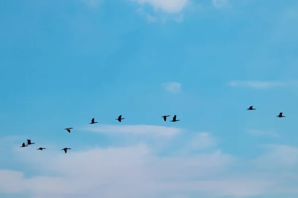 Migrasi Burung Cormorants Dalam Cuaca Mendung Musim Panas — Stok Foto