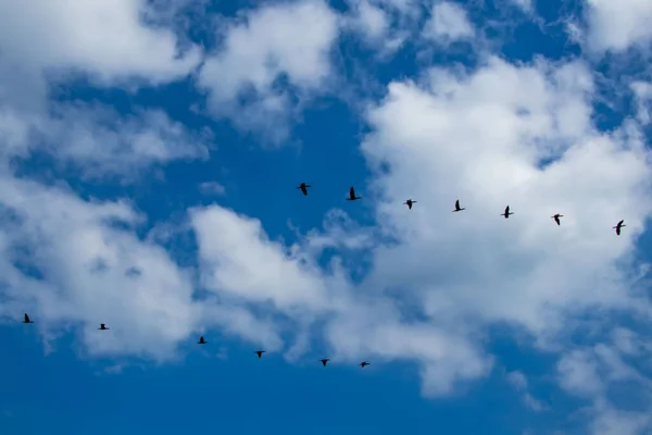 Migraciones Cormoranes Tiempo Nublado Temporada Verano — Foto de Stock