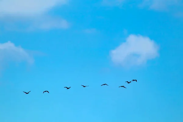 Yaz Mevsiminde Bulutlu Havada Karabatakların Göçü — Stok fotoğraf