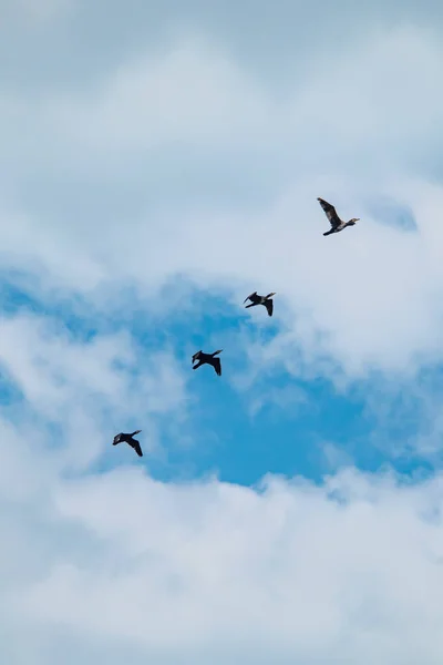 Migrasi Burung Cormorants Dalam Cuaca Mendung Musim Panas — Stok Foto