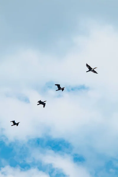 Migrazioni Cormorani Tempo Nuvoloso Stagione Estiva — Foto Stock