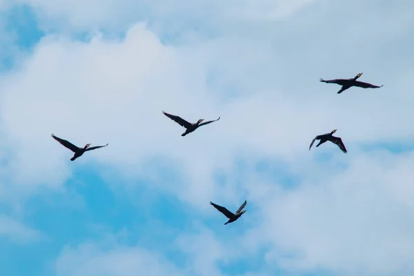 Migrarea Cormoranilor Vreme Tulbure Sezonul Vară — Fotografie, imagine de stoc