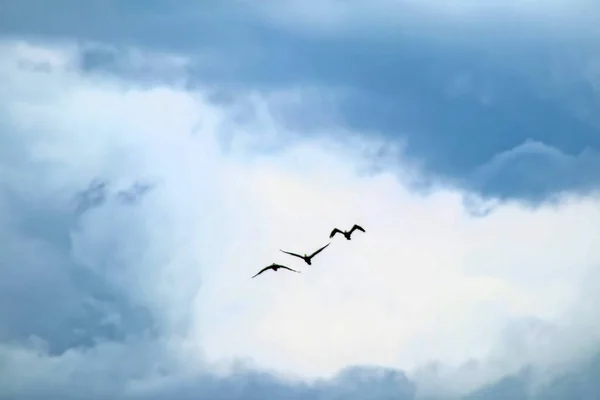 Migrations Des Cormorans Par Temps Nuageux Saison Estivale — Photo