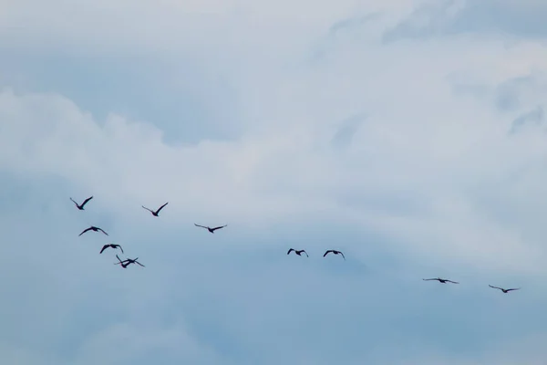Миграция Бакланов Облачную Погоду Летний Сезон — стоковое фото