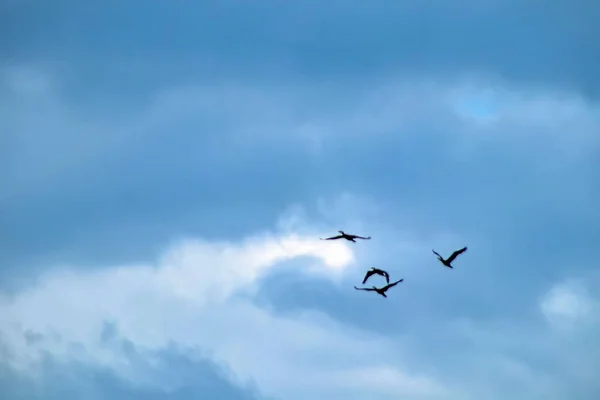 Yaz Mevsiminde Bulutlu Havada Karabatakların Göçü — Stok fotoğraf