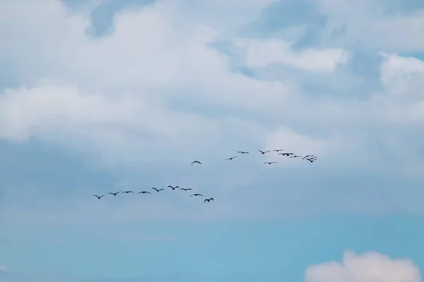 Migrasi Burung Cormorants Dalam Cuaca Mendung Musim Panas — Stok Foto