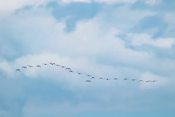 Migrations Des Cormorans Par Temps Nuageux Saison Estivale — Photo