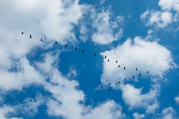 migrations of cormorants in cloudy weather in summer season.