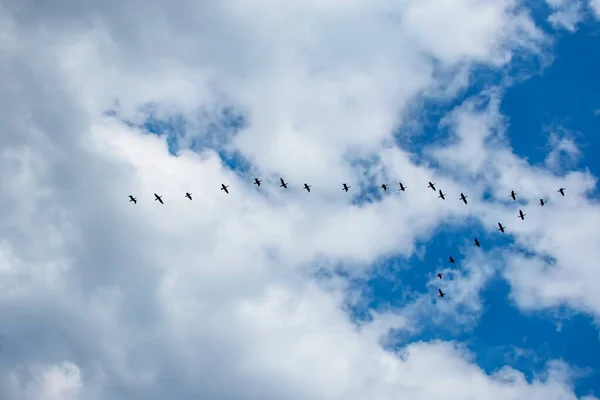 Migrace Kormoránů Oblačného Počasí Letní Sezóně — Stock fotografie