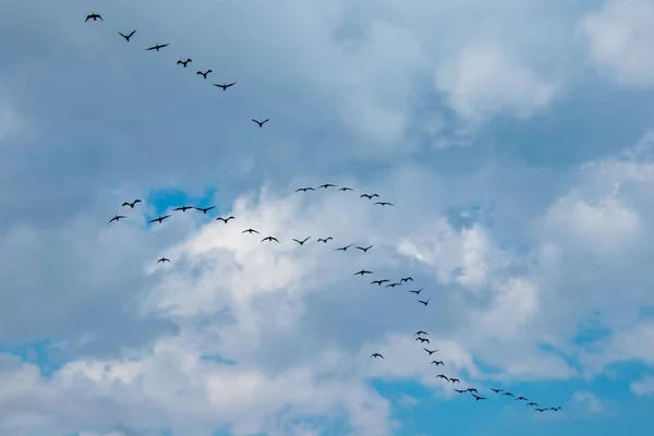 Migrasi Burung Cormorants Dalam Cuaca Mendung Musim Panas — Stok Foto