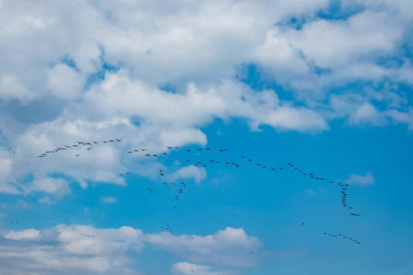 migrations of cormorants in cloudy weather in summer season.