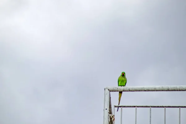 Zielona Papuga Balustradzie Żelaza — Zdjęcie stockowe