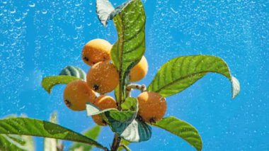 Yağmur damlaları ve yeşil yapraklı loquats