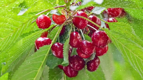 Merah Ceri Dengan Tetesan Hujan Dan Daun Hijau — Stok Video