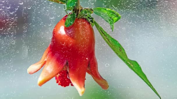 Gotas Lluvia Hojas Verdes Flor Granada — Vídeos de Stock