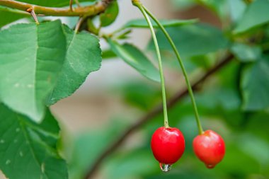 Dalında yağmur damlaları olan kiraz ağacı ve kirazlar