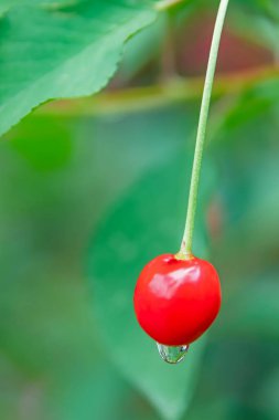 Dalında yağmur damlaları olan kiraz ağacı ve kirazlar