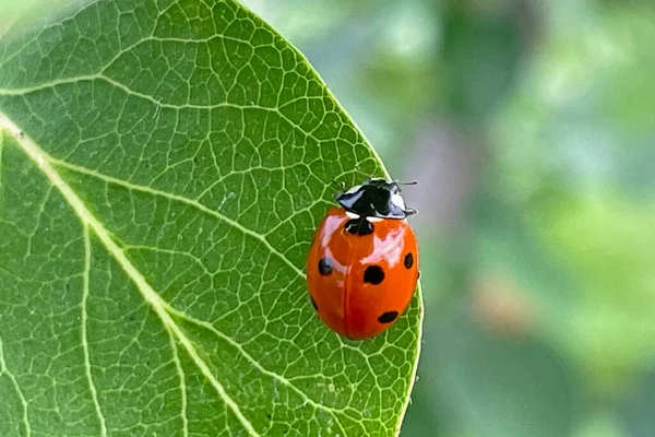 Ladybug Quince Tree Leaf — Stock Photo, Image