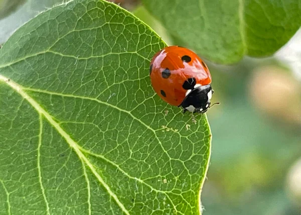 Ayva Yaprağında Uğur Böceği — Stok fotoğraf