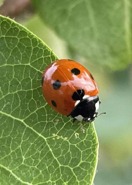 Marienkäfer Auf Quittenblatt — Stockfoto