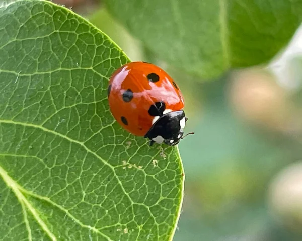 Coccinelle Sur Feuille Arbre Coing — Photo