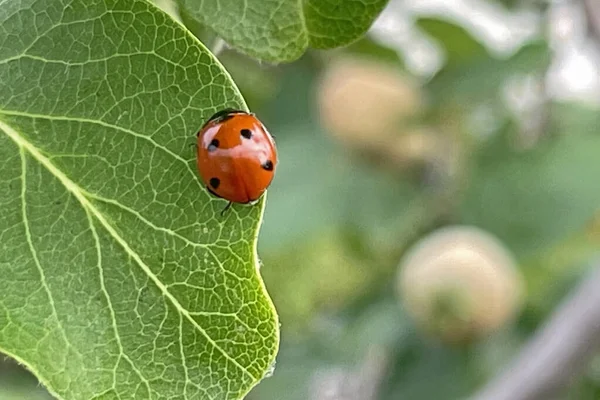 Coccinelle Sur Feuille Arbre Coing — Image vectorielle