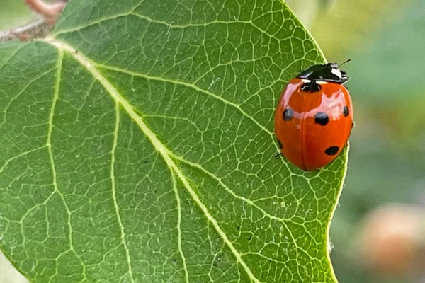 Coccinelle Sur Feuille Arbre Coing — Image vectorielle