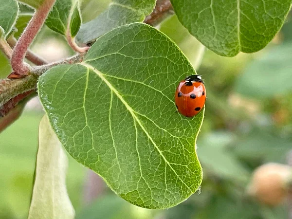 Coccinella Foglia Melo Cotogno — Vettoriale Stock