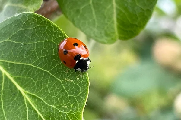 Coccinelle Sur Feuille Arbre Coing — Image vectorielle