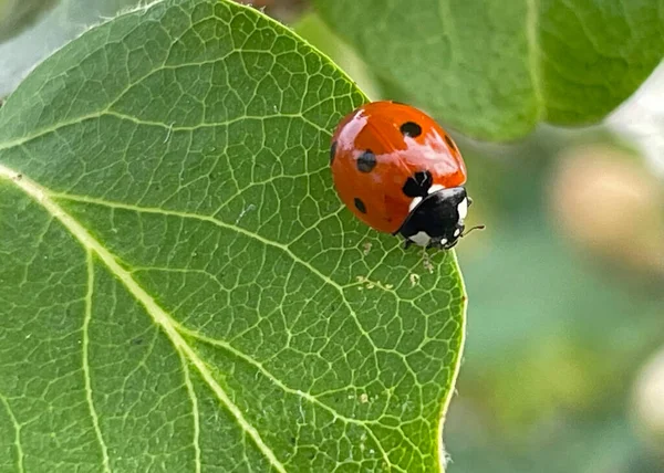 Ladybug Quince Tree Leaf — Stock Vector