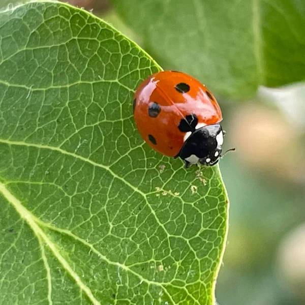 Ladybug Quince Tree Leaf — Stock Vector