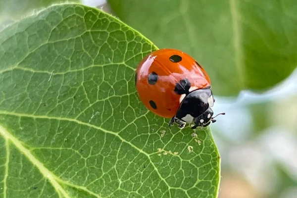 Coccinella Foglia Melo Cotogno — Vettoriale Stock