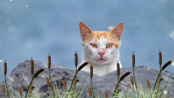 Närbild Herrelös Katt Naturen — Stockvideo