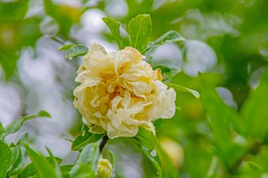 Yeşil yapraklı nar ağacı ve beyaz nar çiçekleri.