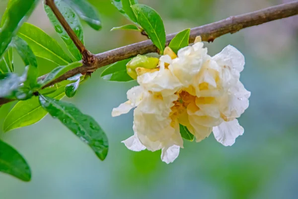 Granatapfelbaum Mit Grünen Blättern Und Weißen Granatapfelblüten — Stockfoto