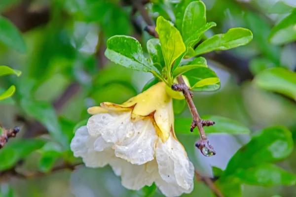 緑色の葉を持つザクロの木と白ザクロの花 — ストック写真