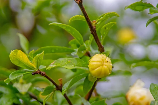 Granatapfelbaum Mit Grünen Blättern Und Weißen Granatapfelblüten — Stockfoto