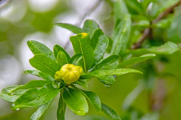 Granatapfelbaum Mit Grünen Blättern Und Weißen Granatapfelblüten — Stockfoto