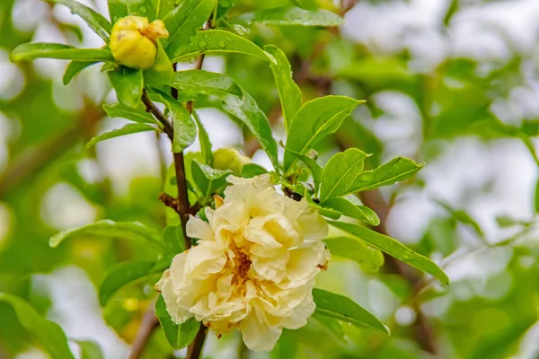緑色の葉を持つザクロの木と白ザクロの花 — ストック写真