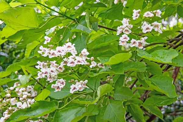 Pohon Catalpa Dan Bunga Putih Dengan Daun Hijau — Stok Foto