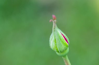 Kırmızı gül goncasını kapat.