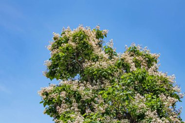 katalpa ağacı ve yeşil yapraklı beyaz çiçekler