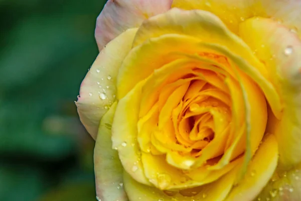 Крупным Планом Желтая Роза Капли Дождя — стоковое фото