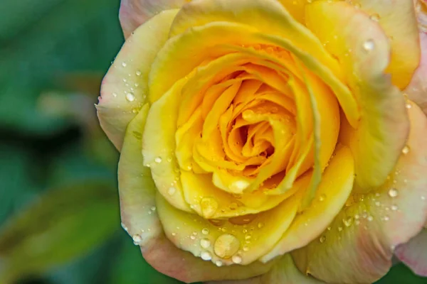 Zblízka Žlutá Růže Kapky Deště — Stock fotografie