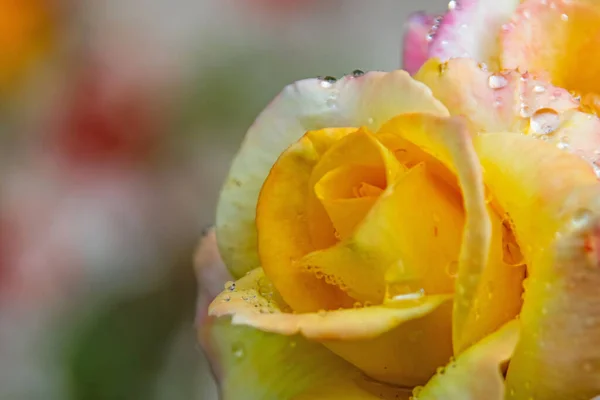 Close Yellow Rose Raindrops — Stock Photo, Image