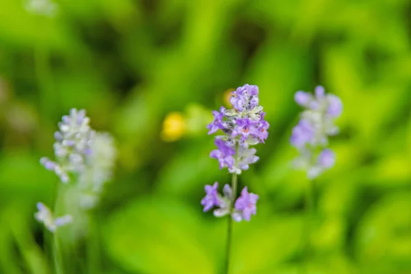 Närbild Lavendel Växt Med Blommor — Stockfoto