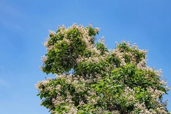 Albero Catalpa Fiori Bianchi Con Foglie Verdi — Foto Stock